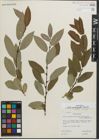 Foto von Salix padophylla Rydb.